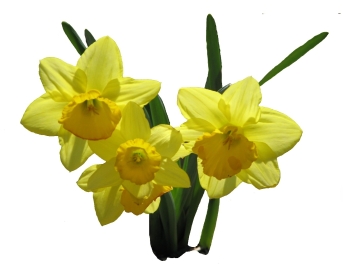 Daffodils